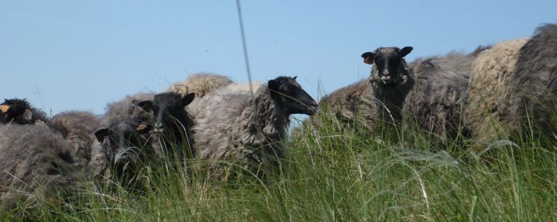 Praca przy wypasie owiec